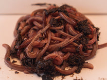 Load image into Gallery viewer, 1 lb Live Red Wiggler Composting Worms - Eisenia Fetida - Live Arrival Guarantee