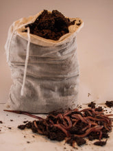 Load image into Gallery viewer, 1 lb Live Red Wiggler Composting Worms - Eisenia Fetida - Live Arrival Guarantee