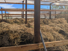 Load image into Gallery viewer, 1 lb Live Red Wiggler Composting Worms - Eisenia Fetida - Live Arrival Guarantee
