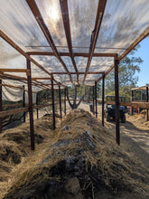 Load image into Gallery viewer, 1 lb Live Red Wiggler Composting Worms - Eisenia Fetida - Live Arrival Guarantee
