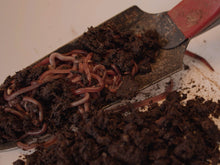 Load image into Gallery viewer, 1 lb Live Red Wiggler Composting Worms - Eisenia Fetida - Live Arrival Guarantee
