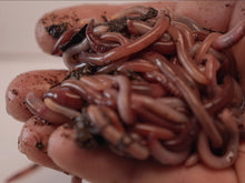 Load image into Gallery viewer, 1 lb Live Red Wiggler Composting Worms - Eisenia Fetida - Live Arrival Guarantee
