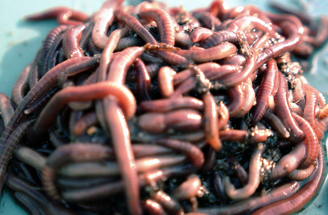 Nightcrawler Bait & Composting Worms