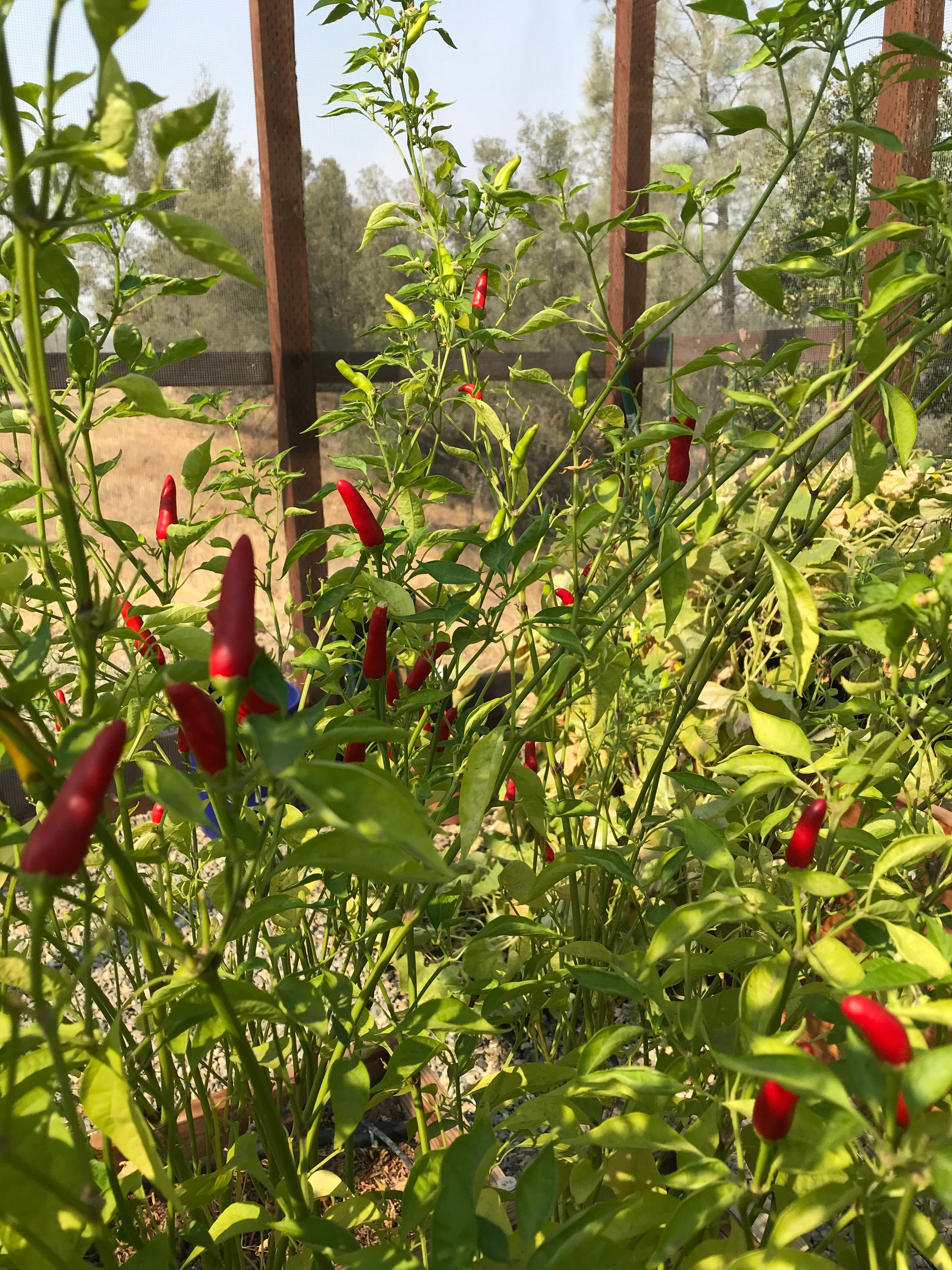 Small Red Chili Seed