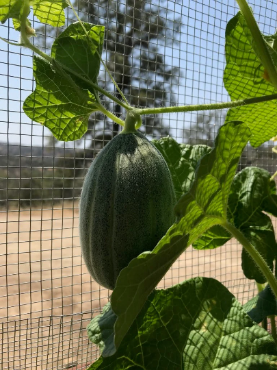 Hale's Best Cantaloupe