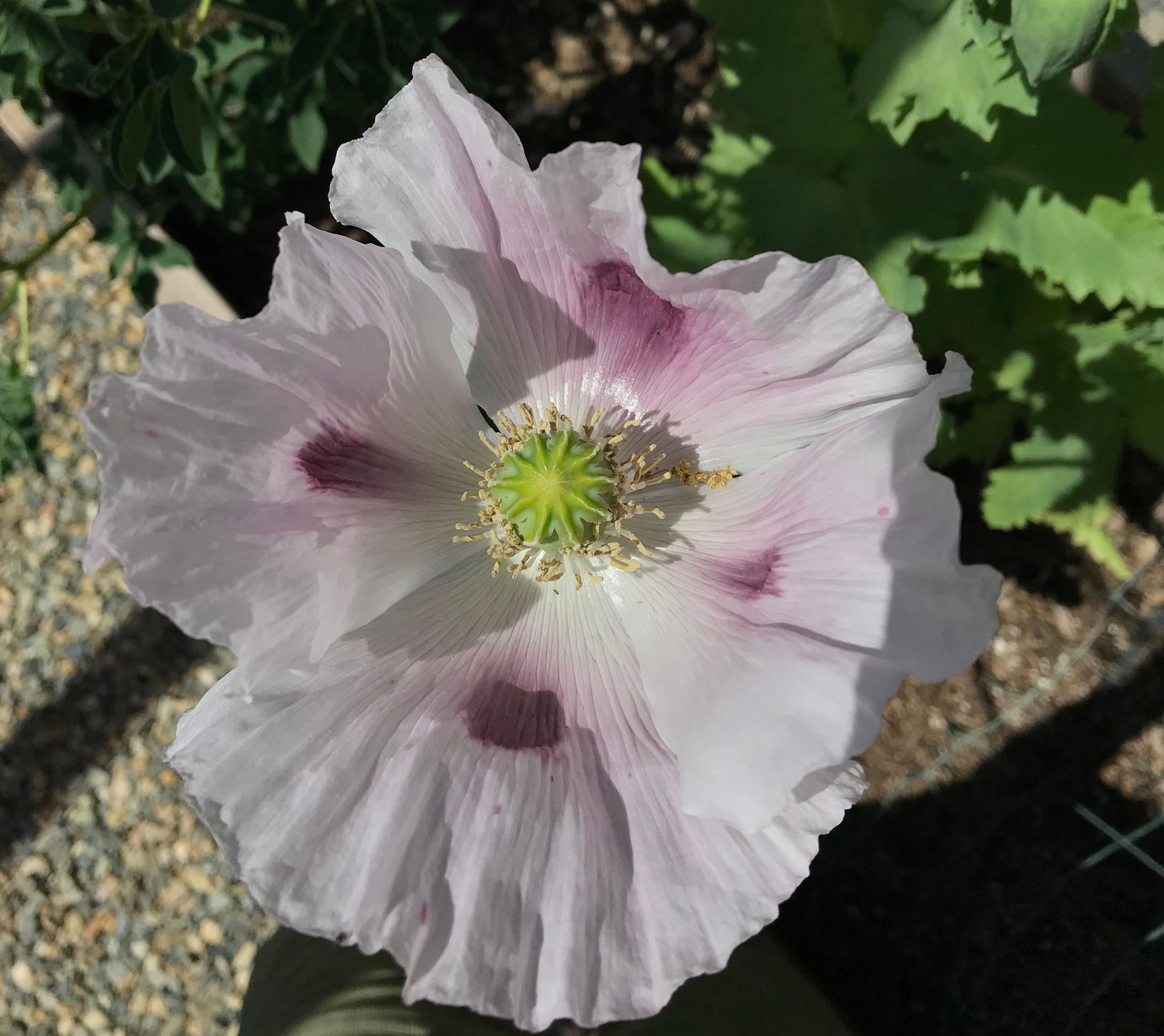 Lilac Poppy Seeds