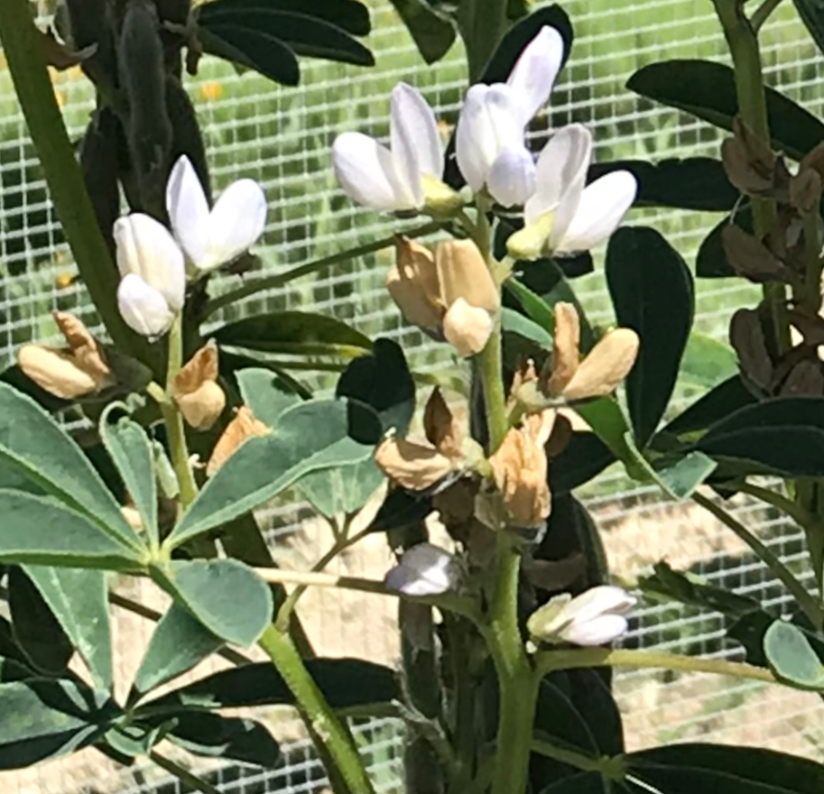 White Lupine